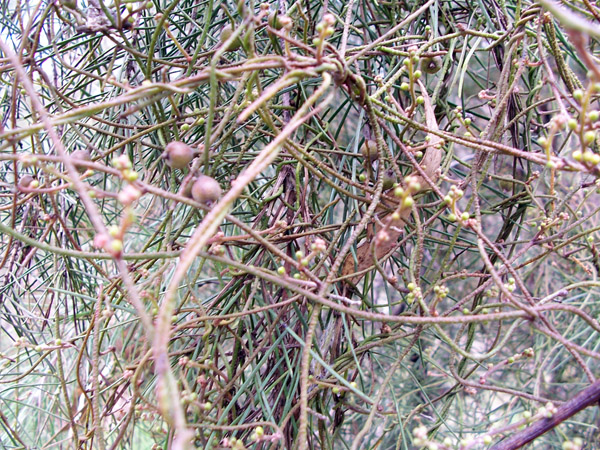 Devil's Twine - Australian Plant-foods - Ark.au