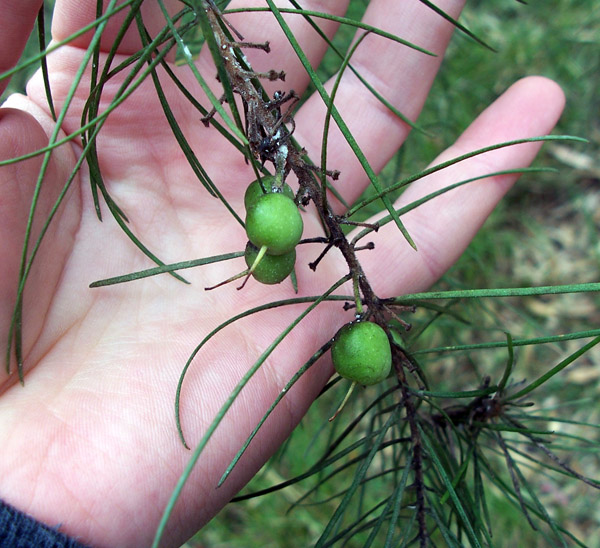 Narrow-leaved Geebung - Australian Plant-foods - Ark.au