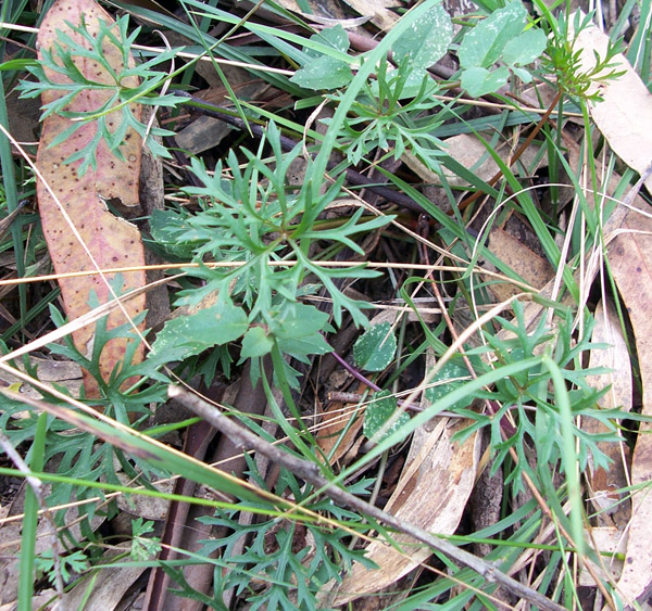 Wild Parsnip - Australian Plant-foods - Ark.au