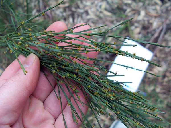 Native Cherry - Australian Plant-foods - Ark.au