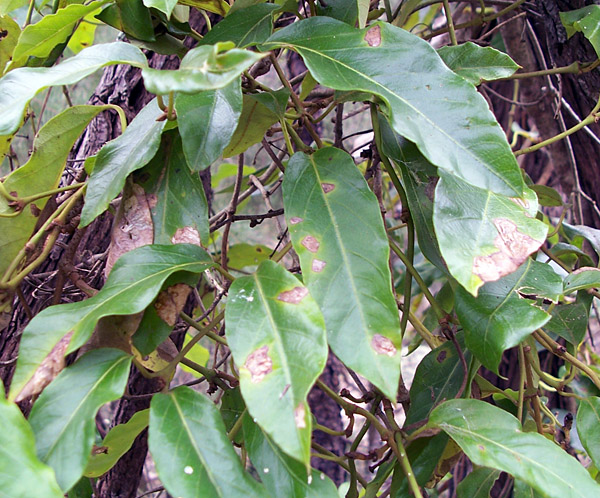 Common Silkpod - Australian Plant-foods - Ark.au