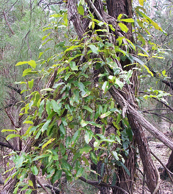 Common Silkpod - Parsonsia straminea - Ark.au