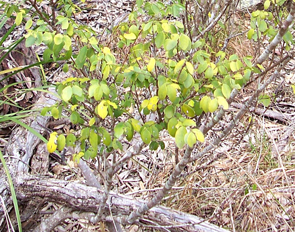 Coffee Bush - Australian Plant-foods - Ark.au