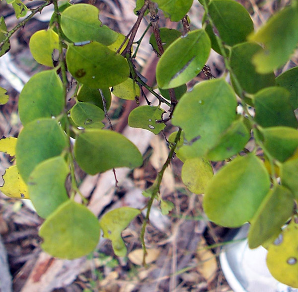 Coffee Bush - Breynia oblongifolia - Ark.au