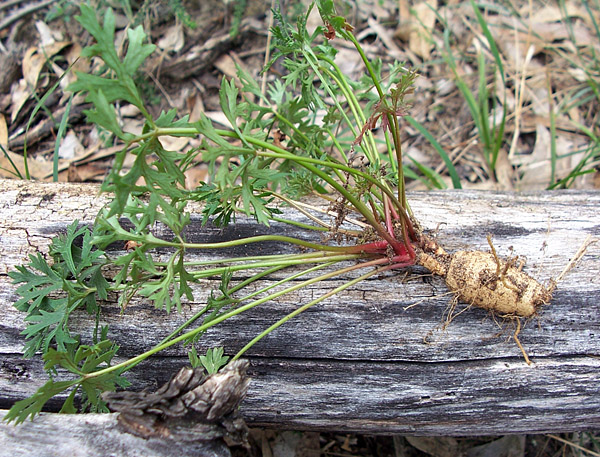 Wild Parsnip - Trachymene incisa - Ark.au