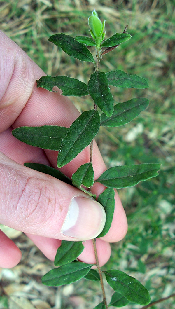 Apple Berry - Australian Plant-foods - Ark.au