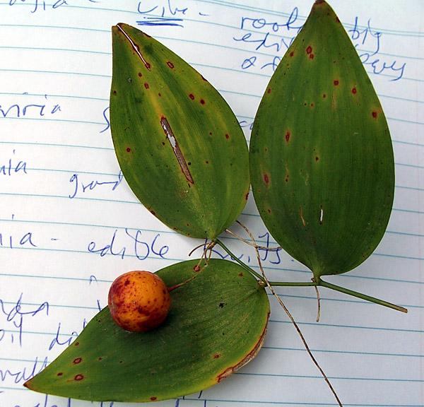 Wombat Berry - Australian Plant-foods - Ark.au