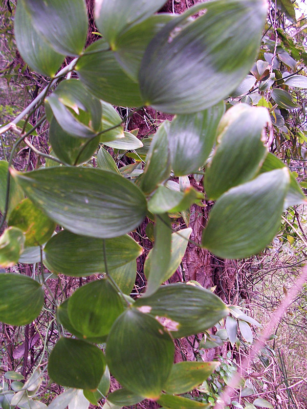 Wombat Berry - Eustrephus latifolius - Ark.au