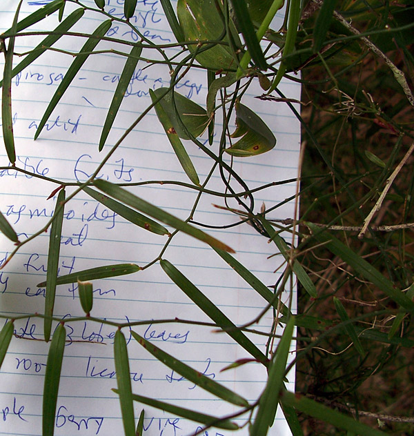 Scrambling Lily - Australian Plant-foods - Ark.au