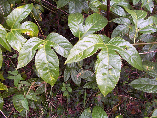 Passionfruit - Australian Plant-foods - Ark.au