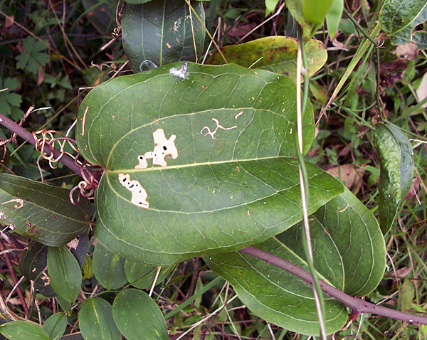 Native Sarsaparilla - Australian Plant-foods - Ark.au