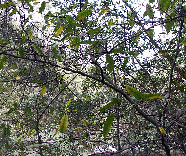 Sandpaper Fig - Australian Plant-foods - Ark.au