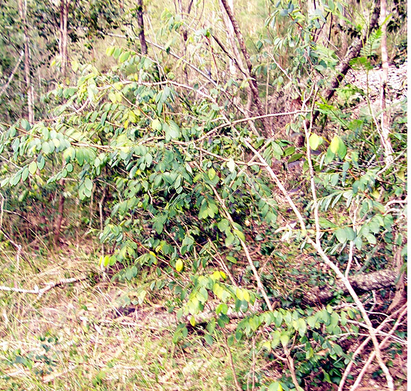 Coffee Bush - Breynia oblongifolia - Ark.au