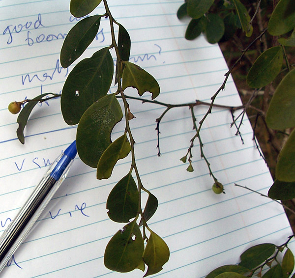 Coffee Bush - Breynia oblongifolia - Ark.au