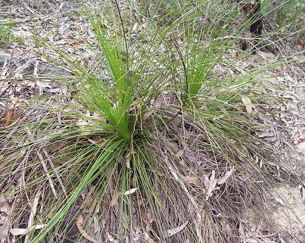 Grass Tree - Ark.au