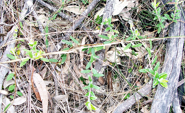 Apple Berry - Billardiera scandens - Ark.au