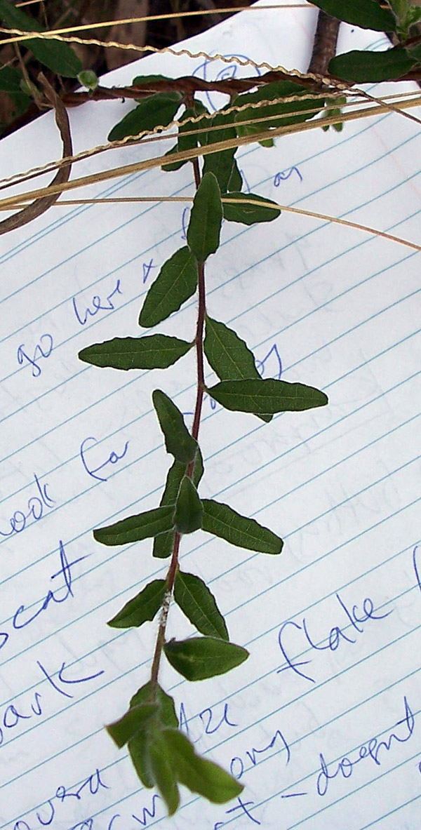 Apple Berry - Billardiera scandens - Ark.au