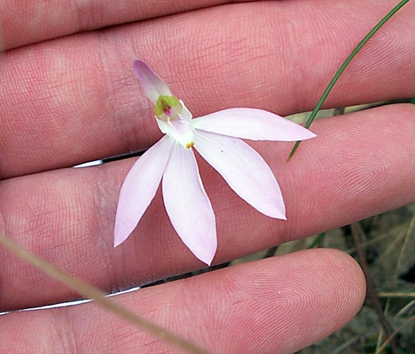 Lady Fingers - Australian Plant-foods - Ark.au