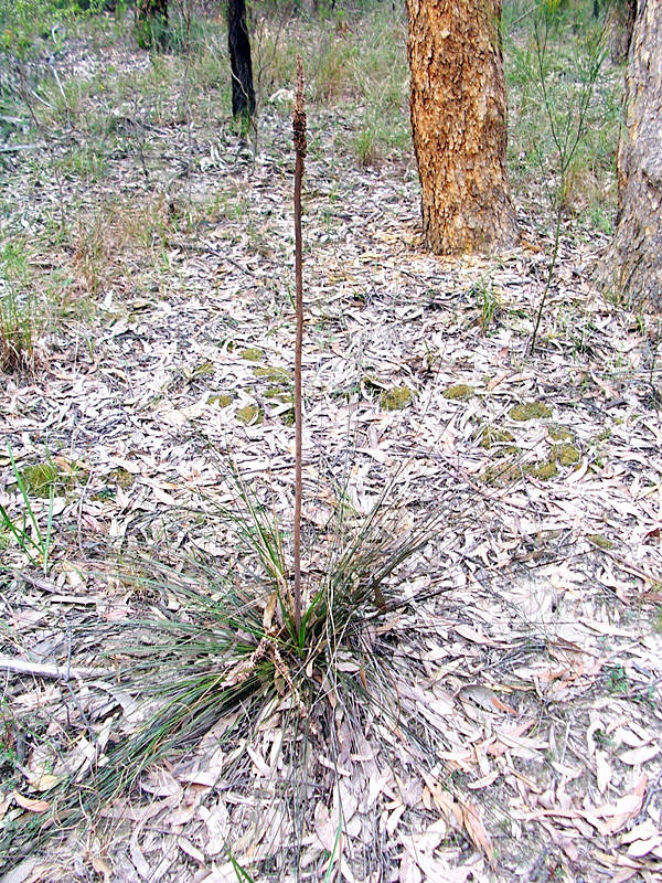 Grass Tree - Xanthorrhoea - Ark.au