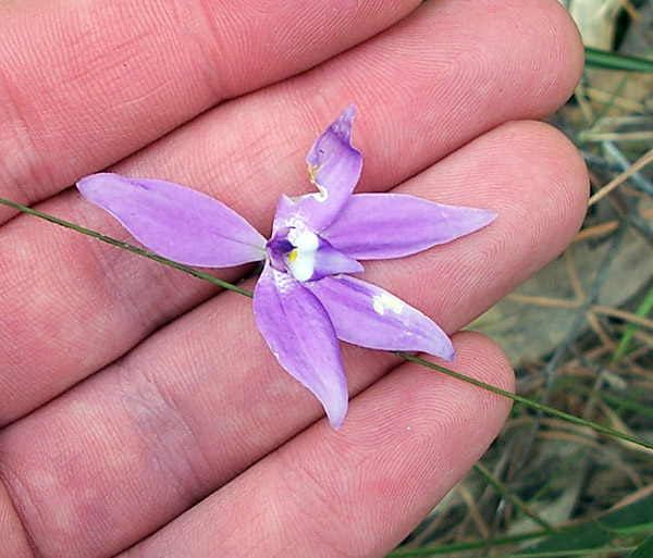 Waxlip Orchids - Ark.au