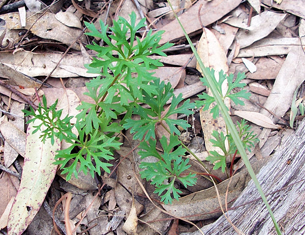 Wild Parsnip - Trachymene incisa - Ark.au