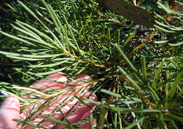 Hairpin Banksia - Banksia spinulosa - Ark.au