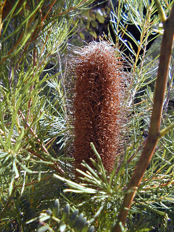 Hairpin Banksia - Australian Plant-foods - Ark.au