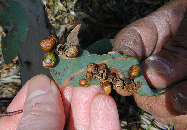 Insect Galls - Australian Plant-foods - Ark.au