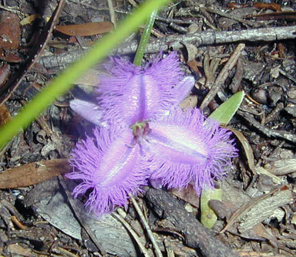 Common Fringed Lily - Ark.au