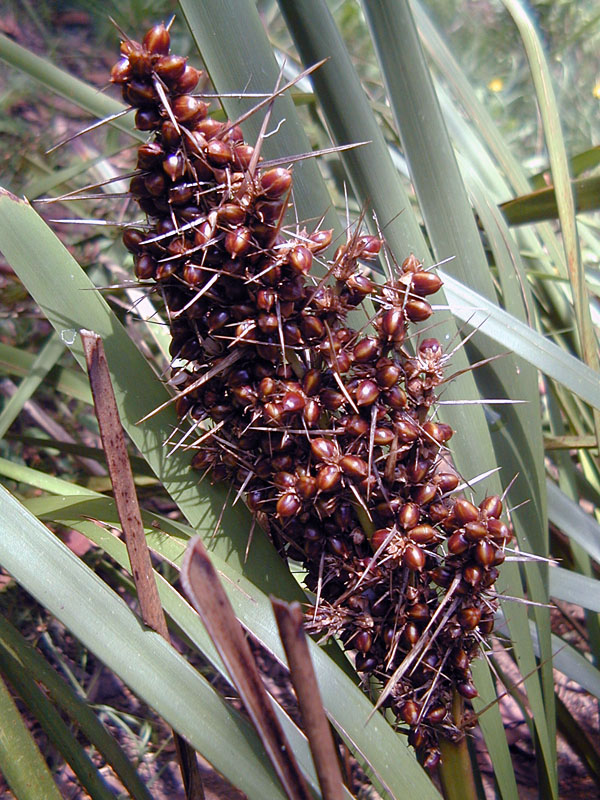 Mat-Rush - Lomandra longifolia - Ark.au