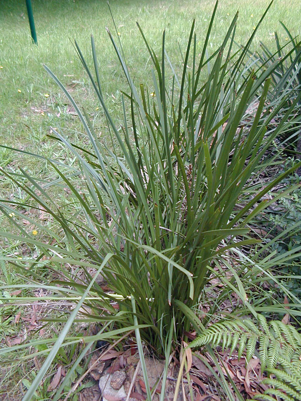 Mat-Rush - Lomandra longifolia - Ark.au