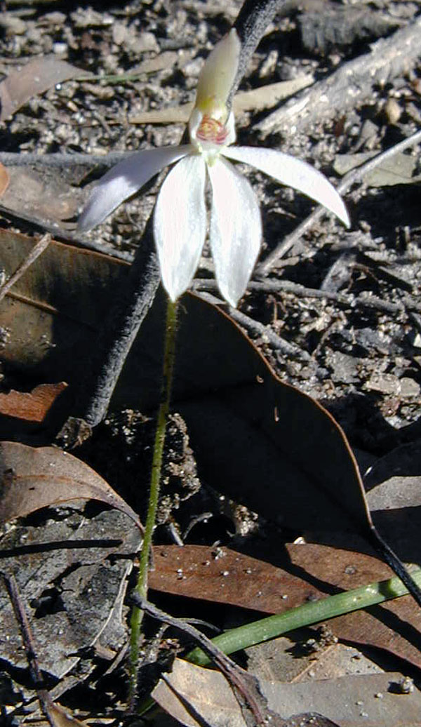 Lady Fingers - Caladenia carnea - Ark.au