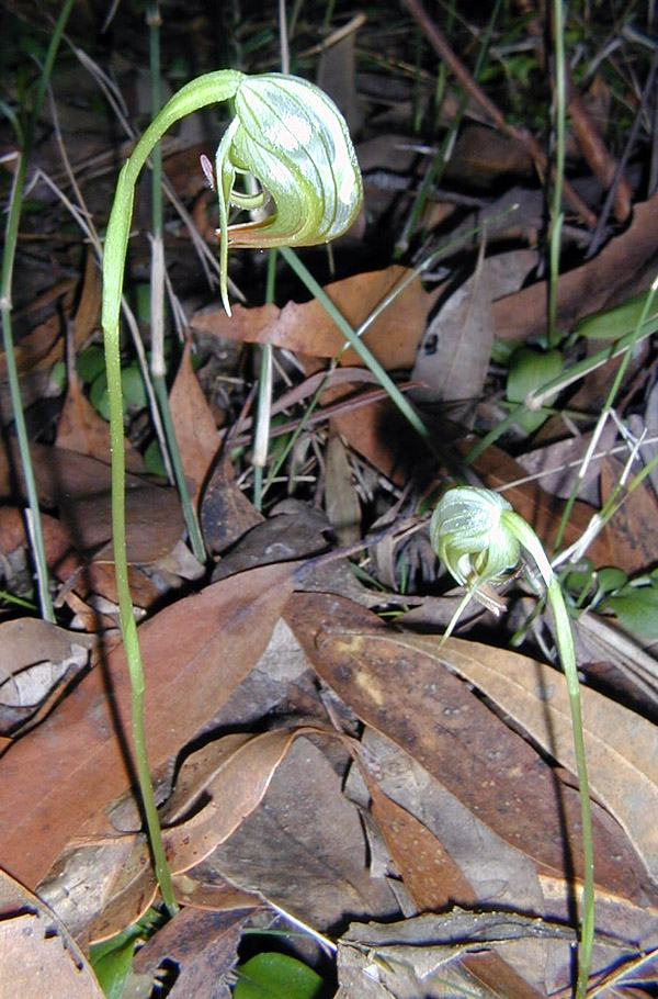 Greenhood Orchid - Australian Plant-foods - Ark.au