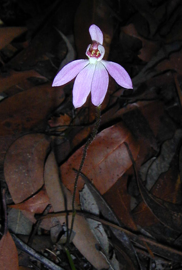 Lady Fingers - Caladenia carnea - Ark.au