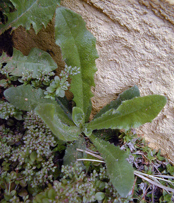 Catsears - Australian Plant-foods - Ark.au