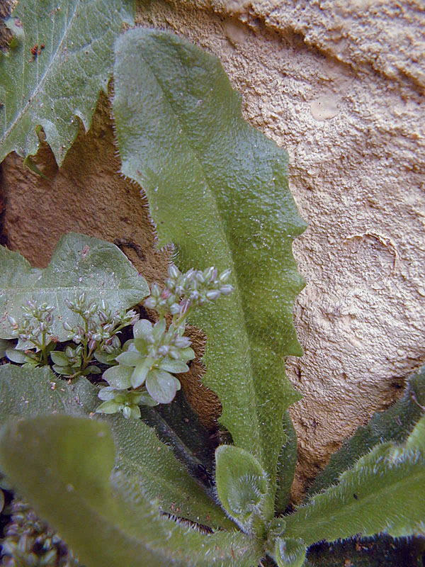 Catsears - Hypochaeris radicata - Ark.au