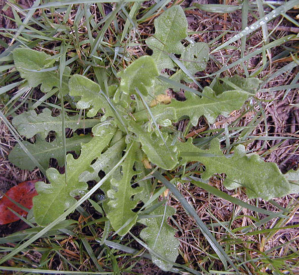 Catsears - Hypochaeris radicata - Ark.au