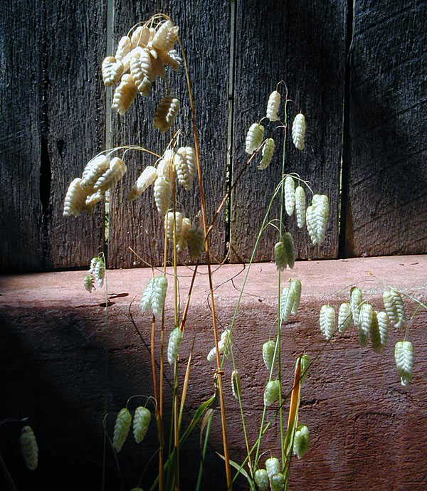 Blowfly Grass - Australian Plant-foods - Ark.au