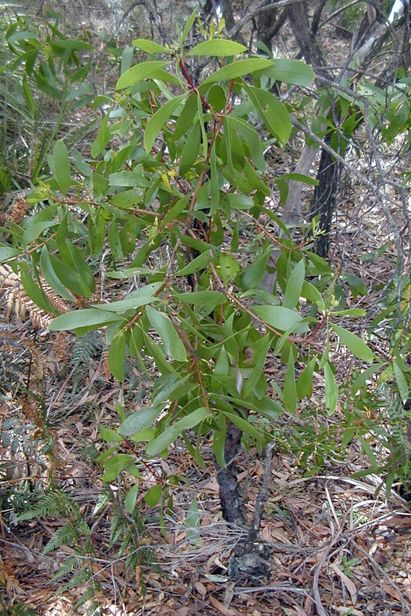 Broad-leaved Geebung - Ark.au