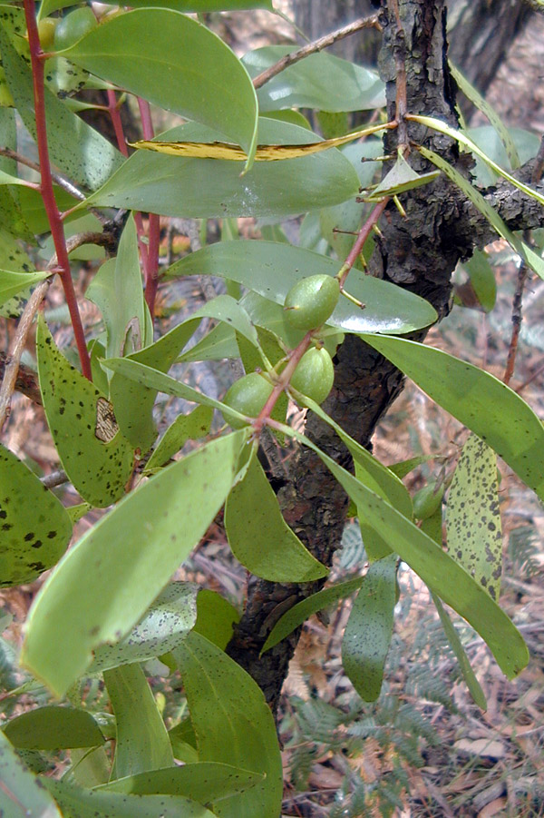 Broad-leaved Geebung - Persoonia levis - Ark.au