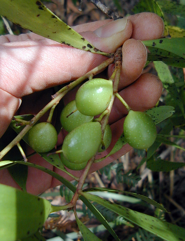 Broad-leaved Geebung - Persoonia levis - Ark.au