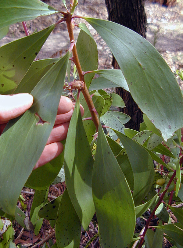 Broad-leaved Geebung - Persoonia levis - Ark.au