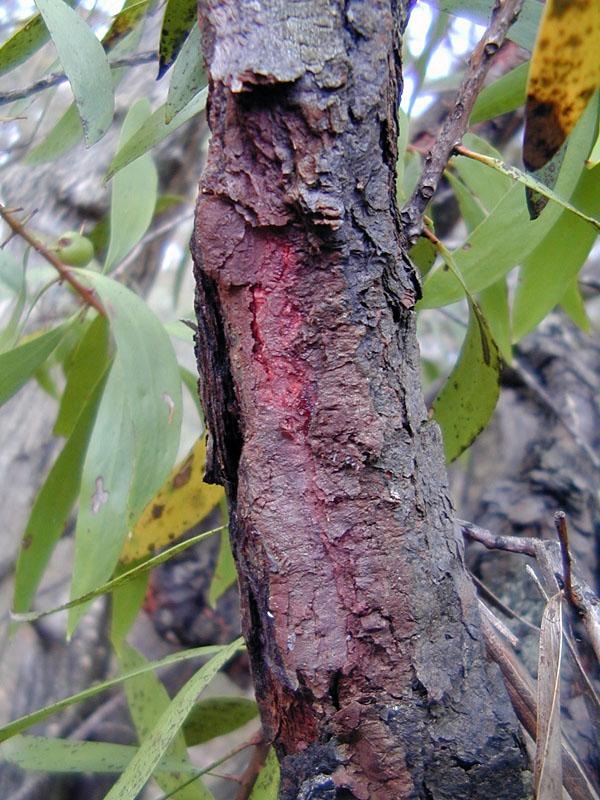 Broad-leaved Geebung - Persoonia levis - Ark.au