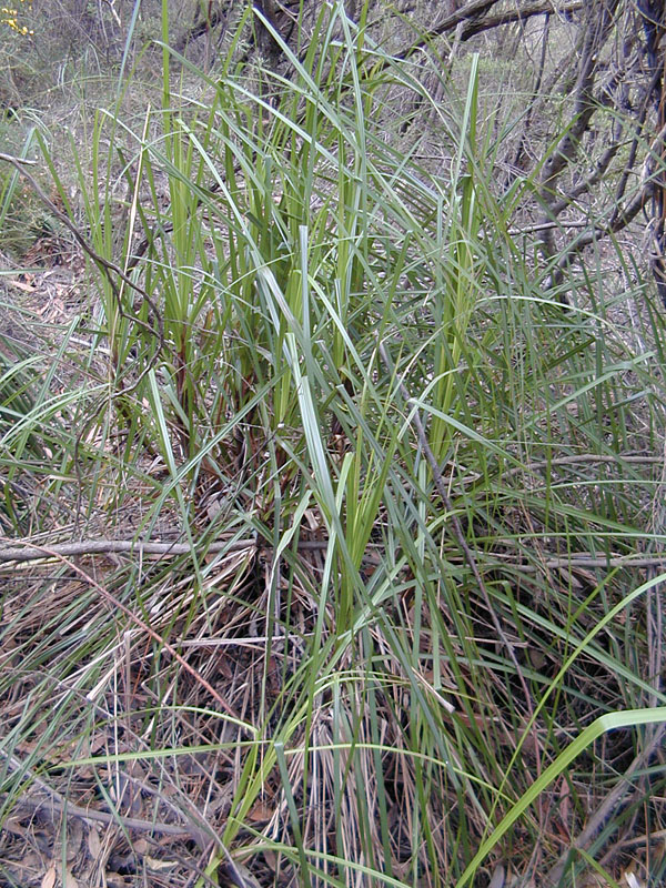 Swordgrass - Australian Plant-foods - Ark.au