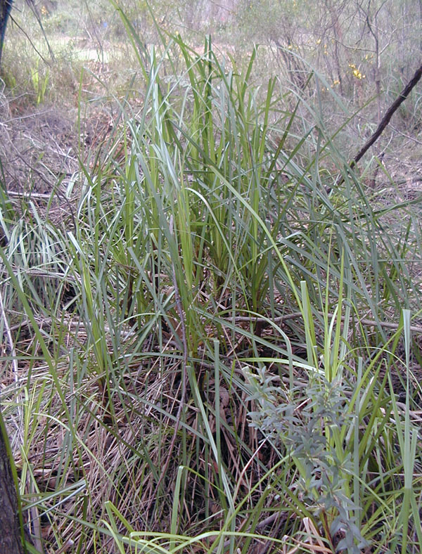 Swordgrass - Gahnia sieberiana - Ark.au