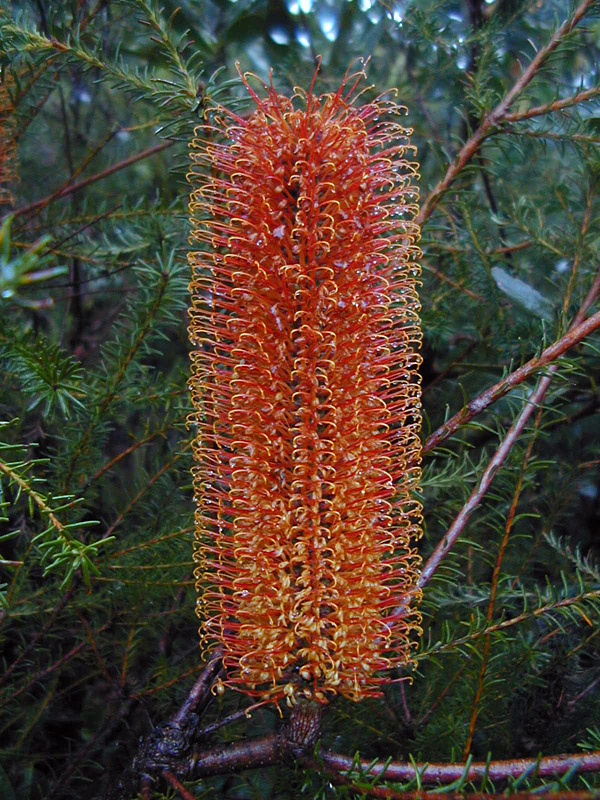 Native Honeysuckle - Australian Plant-foods - Ark.au