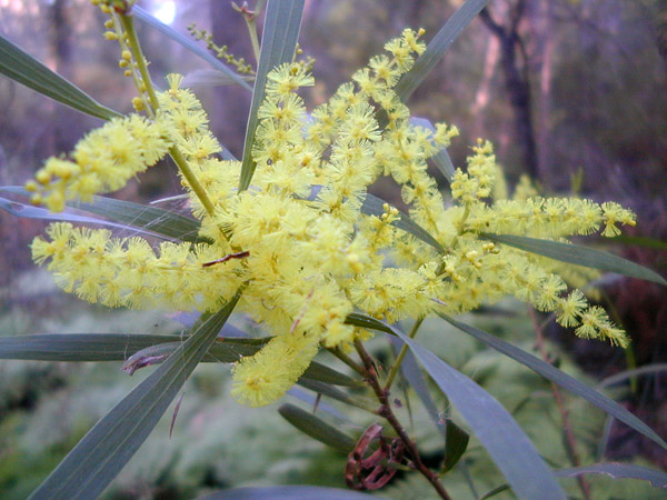 Sydney Golden Wattle - Australian Plant-foods - Ark.au