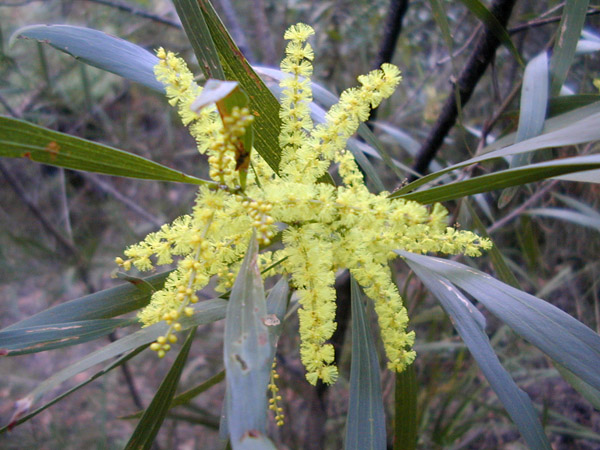 Sydney Golden Wattle - Acacia longifolia - Ark.au