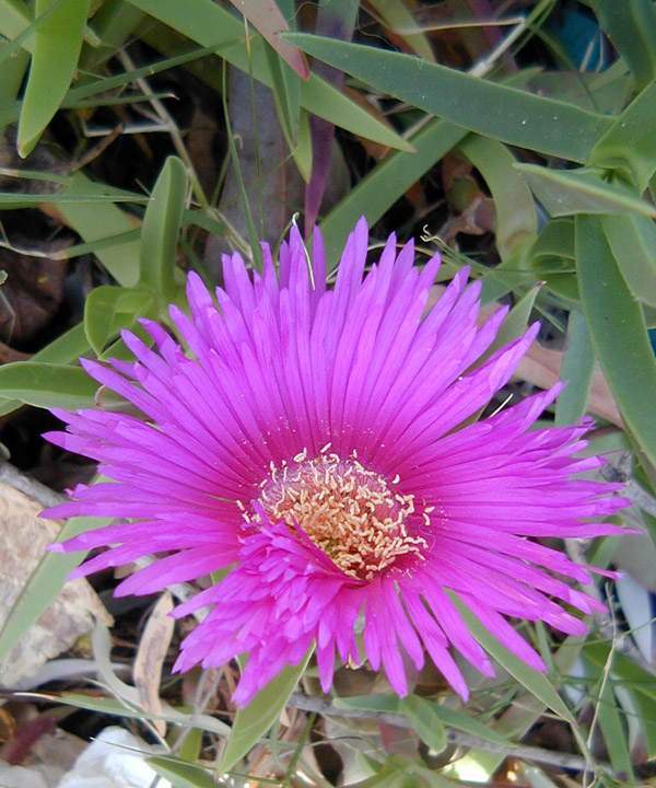 Pigface - Australian Plant-foods - Ark.au