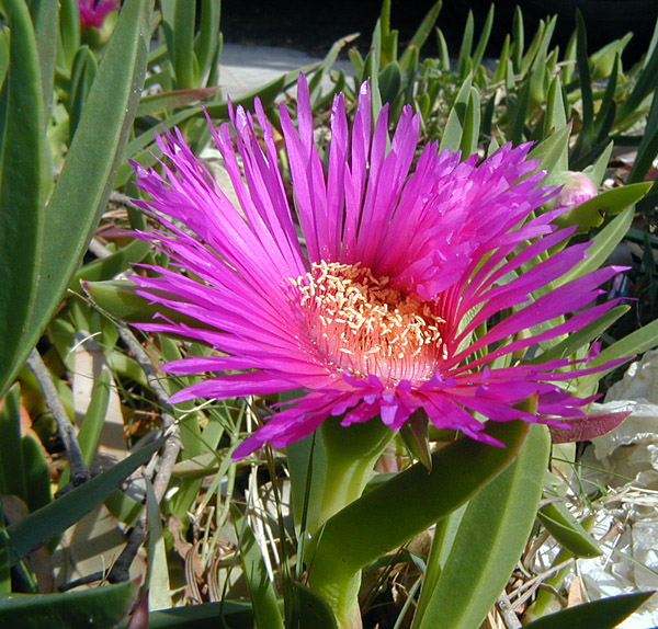 Pigface - Carpobrotus - Ark.au